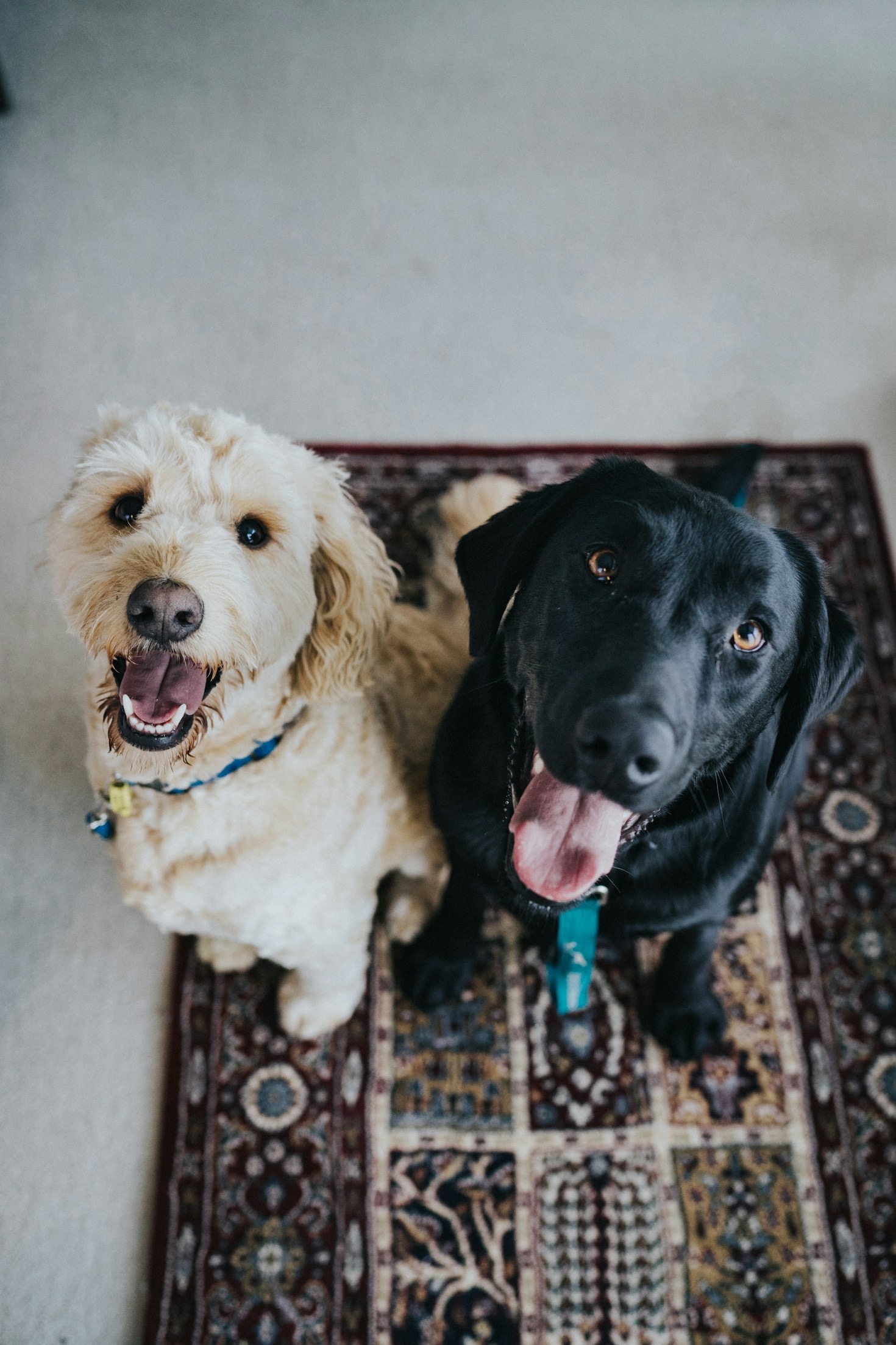 Essential Nutrition Tips For Growing Puppies