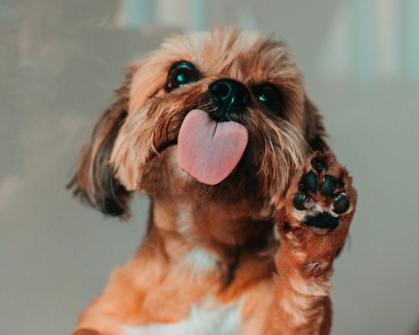 Understanding Common Behavioral Patterns In Canines
