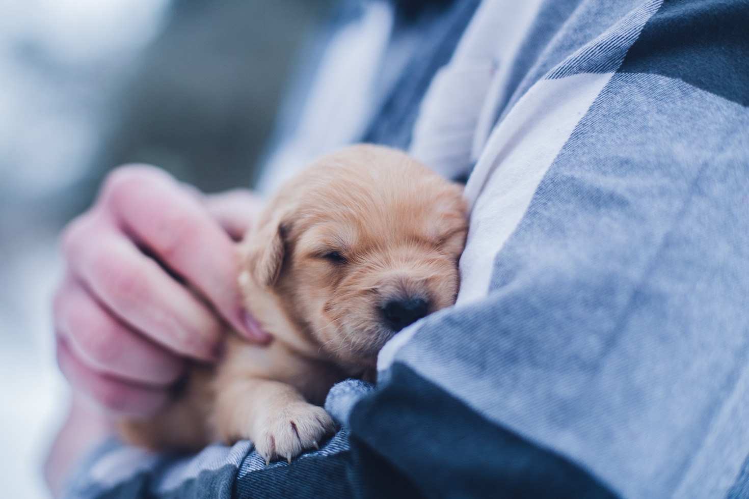 How To Build Stronger Bonds With Pets