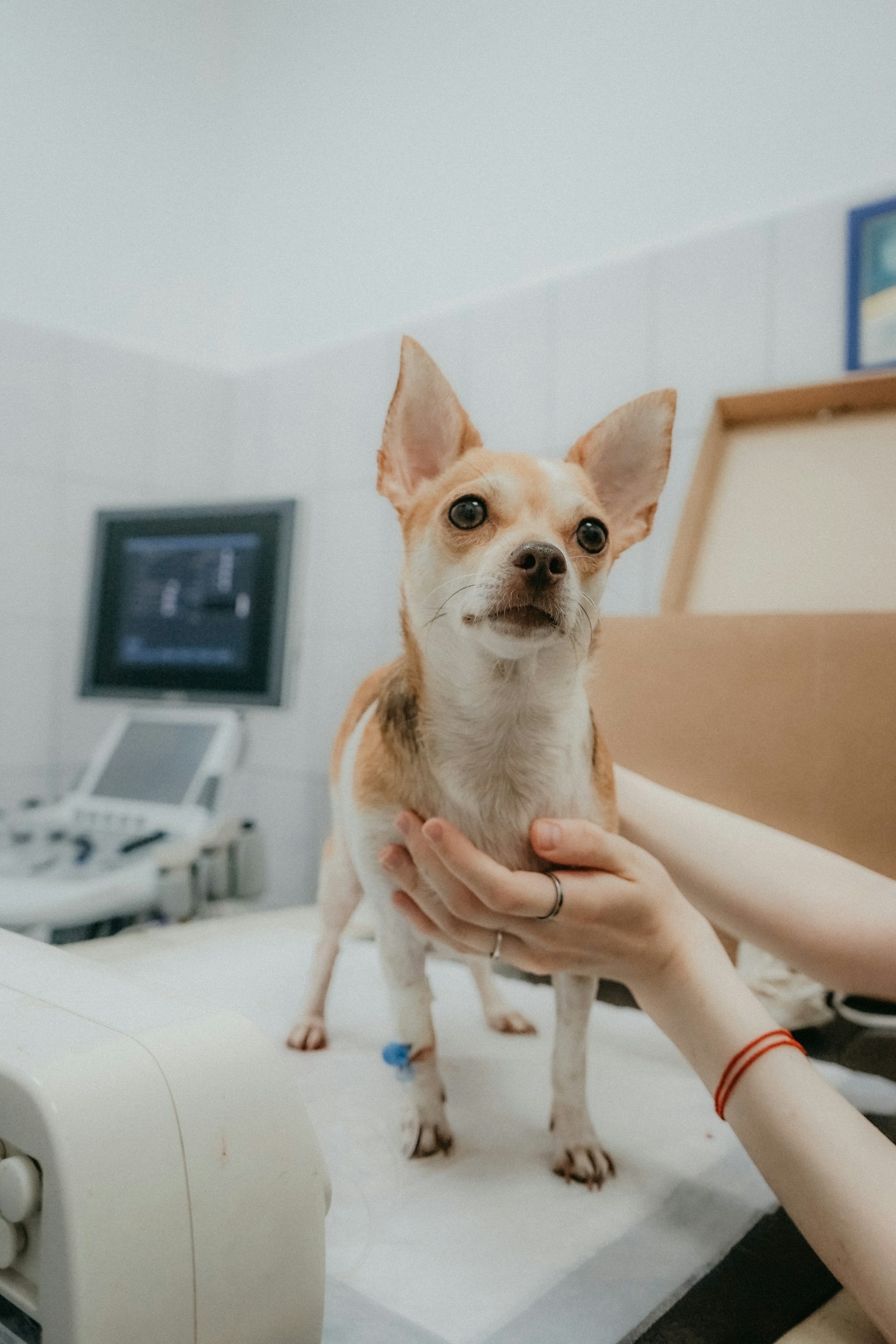 Safe Exercises For Your Senior Dog