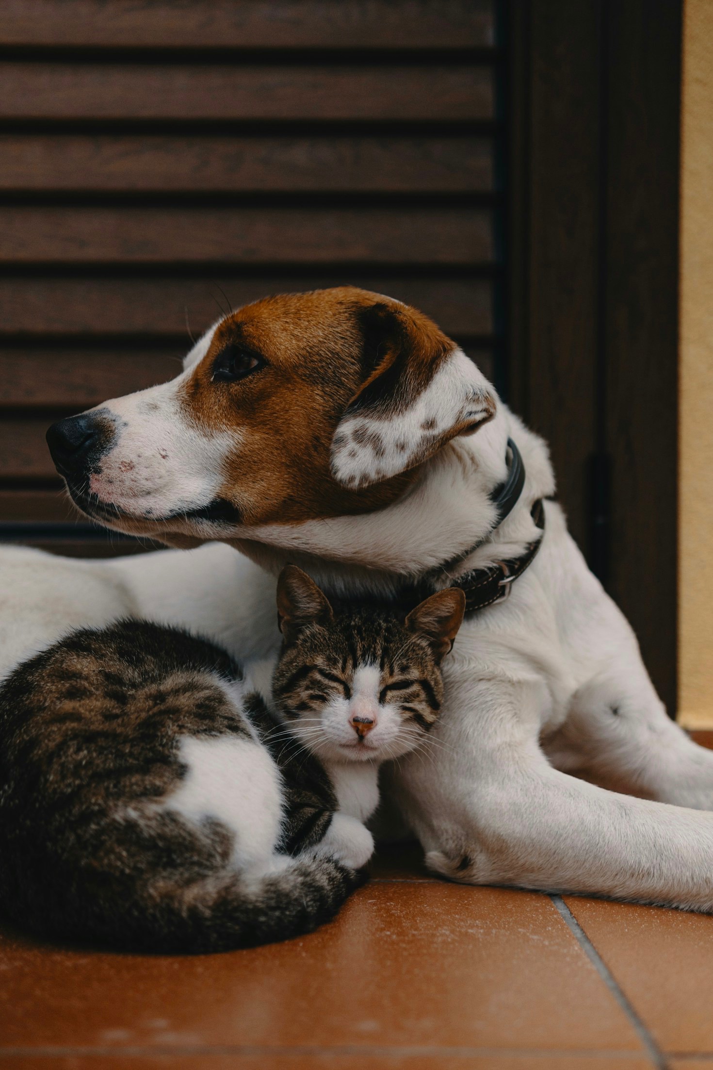 The Importance Of Positive Reinforcement Training